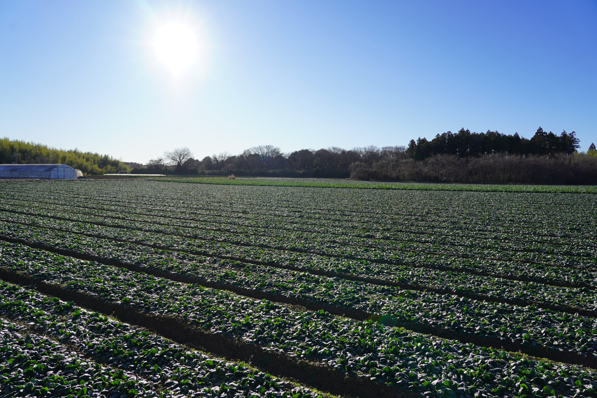 千葉北総の肥沃な大地で大切に野菜を育っています。
